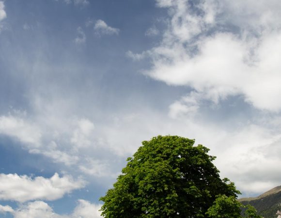 Let’s meet underneath the linden tree