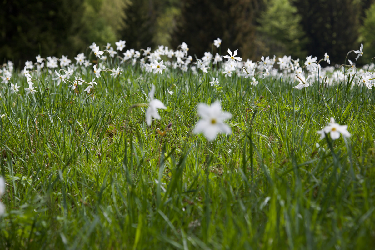 Narcissus in their natural enviroment
